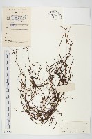 藏品(日本菟絲子)的圖片