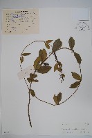 藏品(武靴藤)的圖片