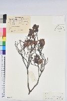 藏品(守城滿山紅、馬禮士杜鵑)的圖片