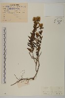 藏品(白舌紫菀)的圖片