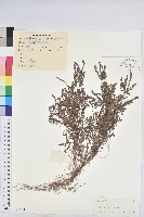 藏品(葉下珠、珠仔草)的圖片