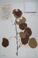 藏品(獼猴桃、奇異果)的圖片