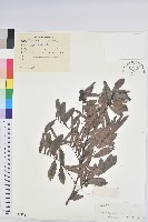 藏品(紅毛饅頭果)的圖片