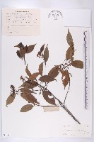 藏品(華杜英)的圖片