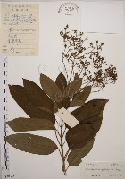 藏品(大青)的圖片