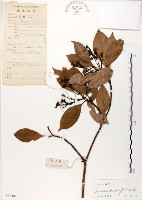 藏品(豬腳楠)的圖片