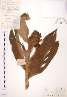 藏品(絹毛鳶尾、閉鞘薑)的圖片