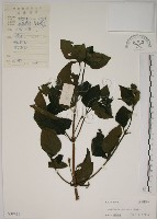 藏品(馬櫻丹)的圖片