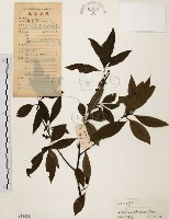 藏品(山胡椒)的圖片