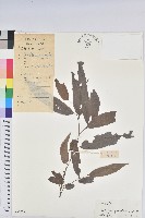 藏品(日本五月茶、南投五月茶)的圖片