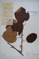 藏品(兩廣獼猴桃)的圖片