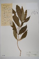 藏品(蘿芙木)的圖片