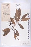 藏品(俄氏虎皮楠、蘭嶼虎皮楠、虎皮楠)的圖片