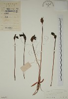 藏品(野菰)的圖片