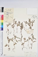 藏品(葉下珠、珠仔草)的圖片