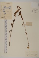 藏品(山黃菊)的圖片