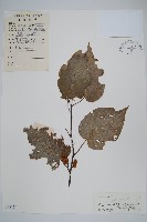 藏品(闊葉獼猴桃)的圖片