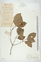 藏品(香港四照花)的圖片