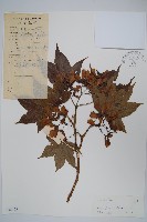 藏品(兩色槭)的圖片