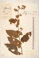 藏品(茄葉斑鳩菊)的圖片