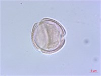 藏品(毛萼清風藤)的圖片