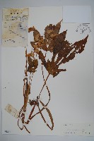 藏品(周裂秋海棠)的圖片