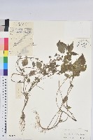 藏品(短序鐵莧菜)的圖片