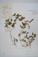 藏品(爵床、六角英)的圖片