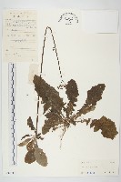 藏品(黃鵪菜)的圖片