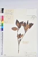 藏品(守城滿山紅、馬禮士杜鵑)的圖片