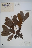 藏品(黑風藤)的圖片