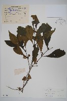 藏品(假杜鵑)的圖片