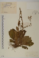 藏品(蓮沱兔兒風)的圖片