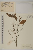 藏品(福建賽衛矛、福建假衛矛)的圖片