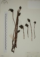 藏品(野菰)的圖片