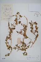 藏品(蓮子草)的圖片