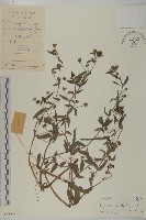 藏品(鱧腸)的圖片