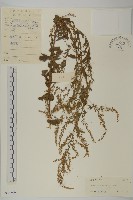 藏品(牡蒿)的圖片