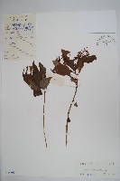 藏品(黃金鳳)的圖片