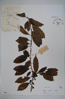 藏品(鐵冬青)的圖片