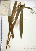 藏品(棕葉狗尾草)的圖片