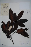 藏品(廣東冬青)的圖片