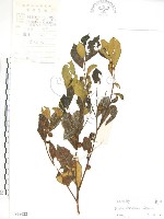 藏品(天仙果、臺灣榕)的圖片