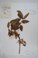 藏品(木蜡樹、野漆樹)的圖片