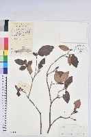 藏品(守城滿山紅、馬禮士杜鵑)的圖片