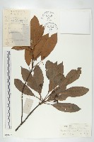 藏品(俄氏虎皮楠、蘭嶼虎皮楠、虎皮楠)的圖片