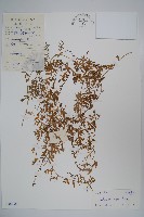 藏品(半邊蓮、鐮磨仔草)的圖片