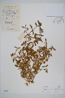 藏品(蓮子草)的圖片