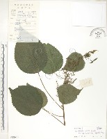 藏品(青苧麻)的圖片