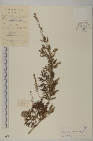 藏品(艾、五月艾)的圖片